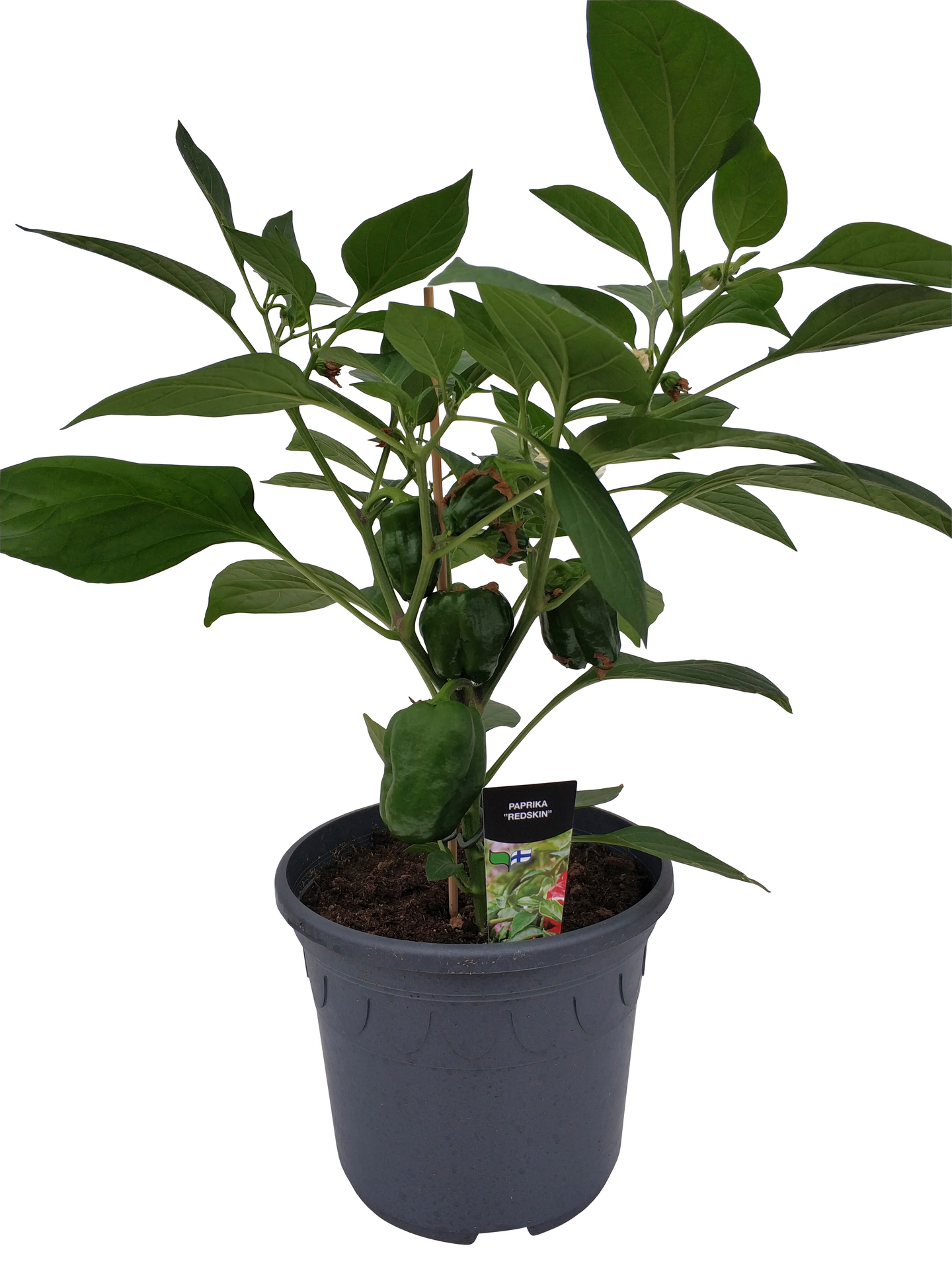 Patiovihannekset 19cm