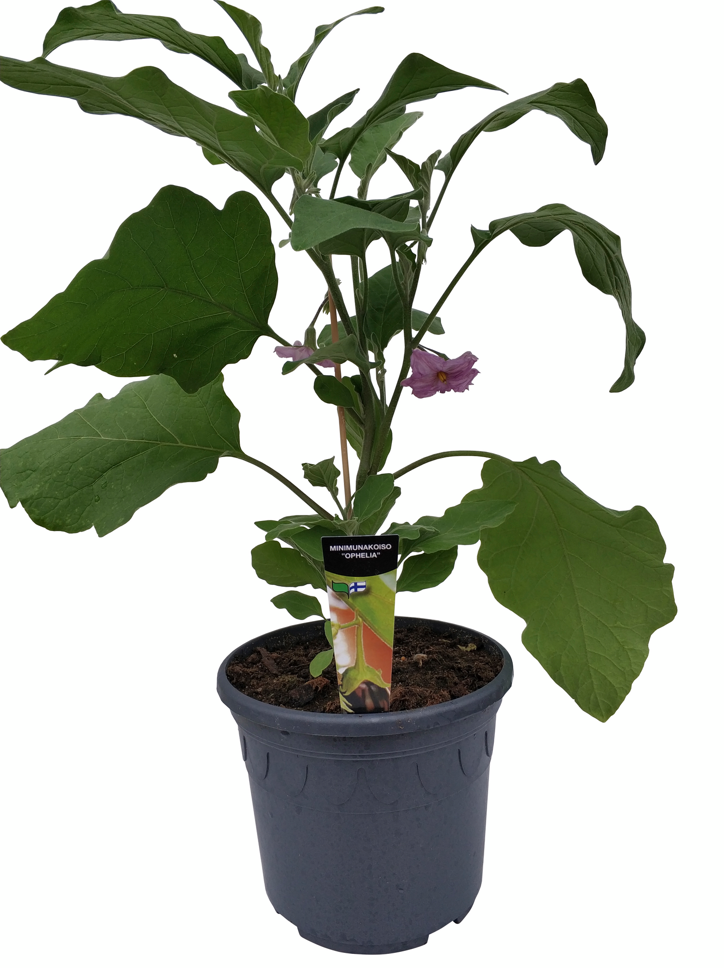 Patiovihannekset 19cm