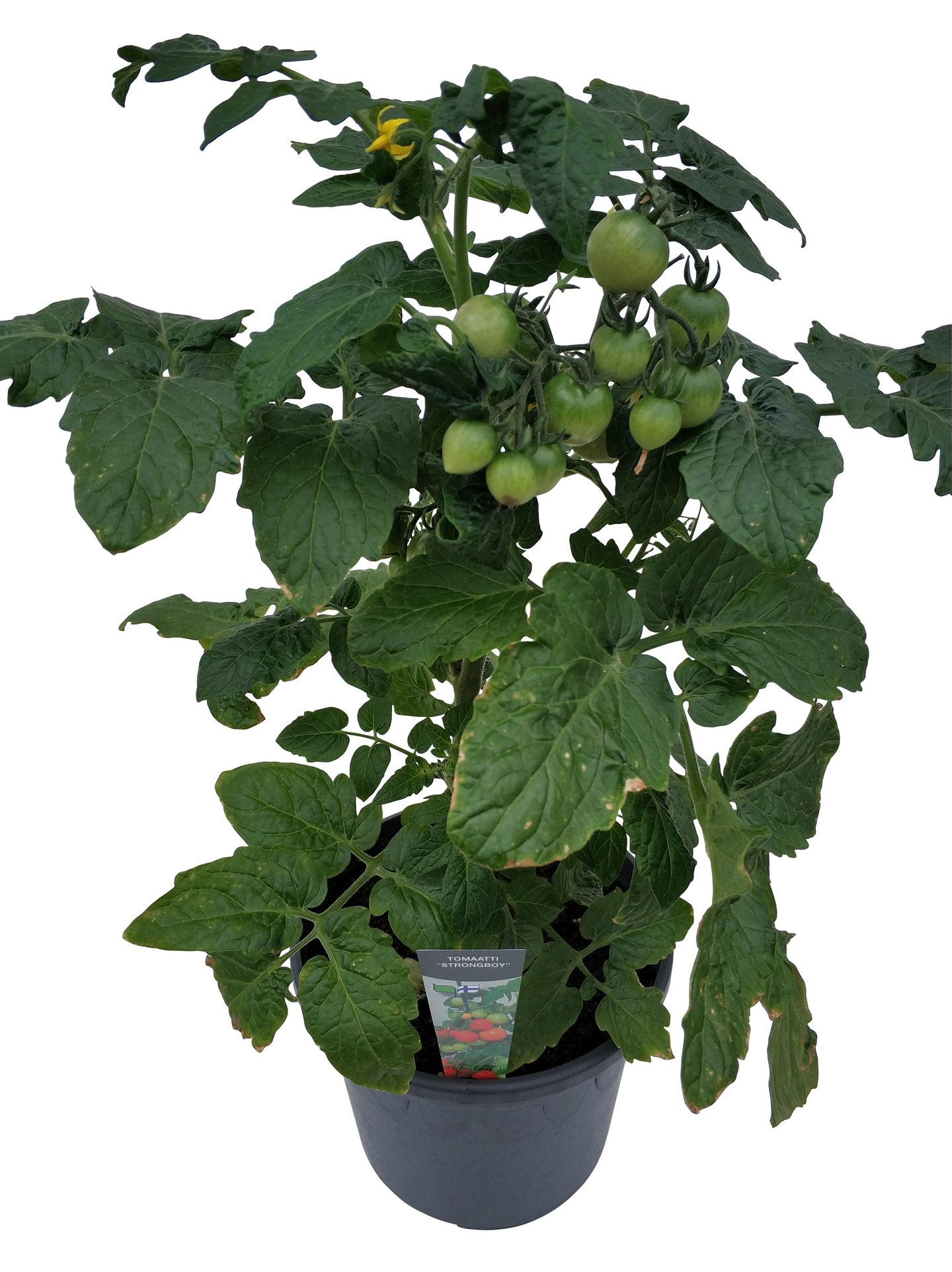 Patiovihannekset 19cm