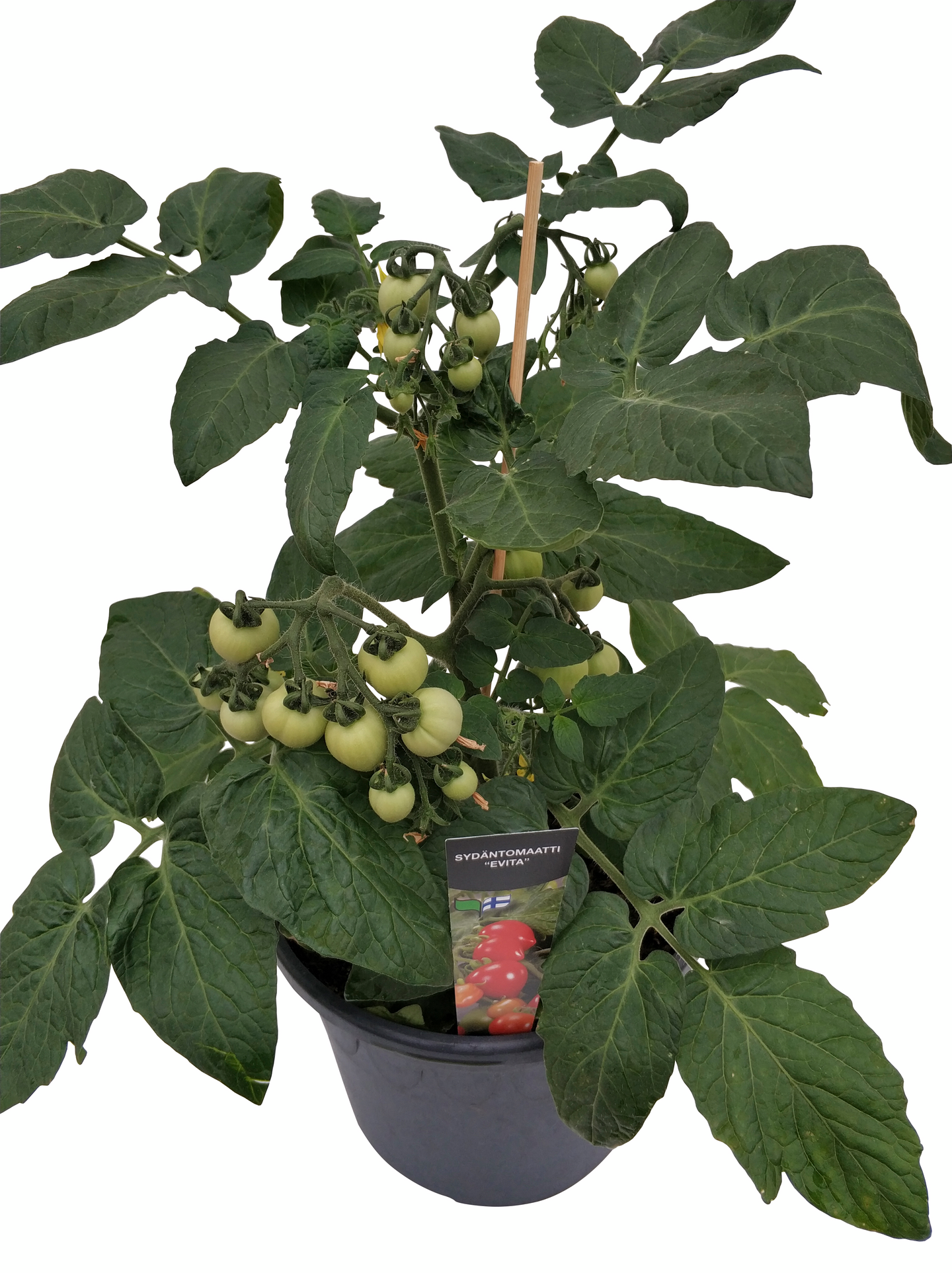 Patiovihannekset 19cm