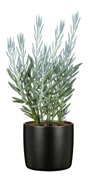 Suojaruukku Scheurich 900/15 Ebano musta