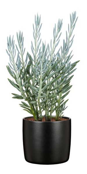 Suojaruukku Scheurich 900/18 Ebano musta