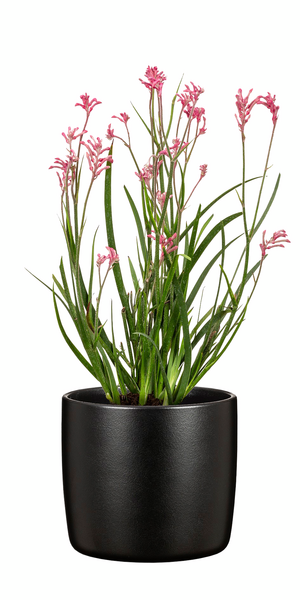 Suojaruukku Scheurich 900/21 Ebano musta