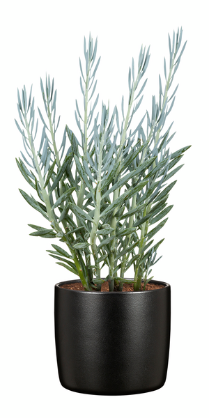 Suojaruukku Scheurich 900/21 Ebano musta