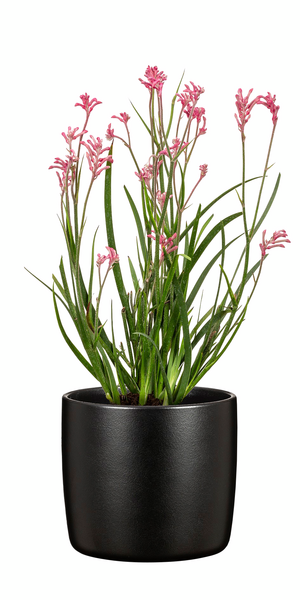 Suojaruukku Scheurich 900/24 Ebano musta