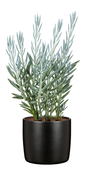 Suojaruukku Scheurich 900/24 Ebano musta