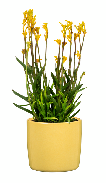 Suojaruukku Scheurich 900/21 Solare keltainen