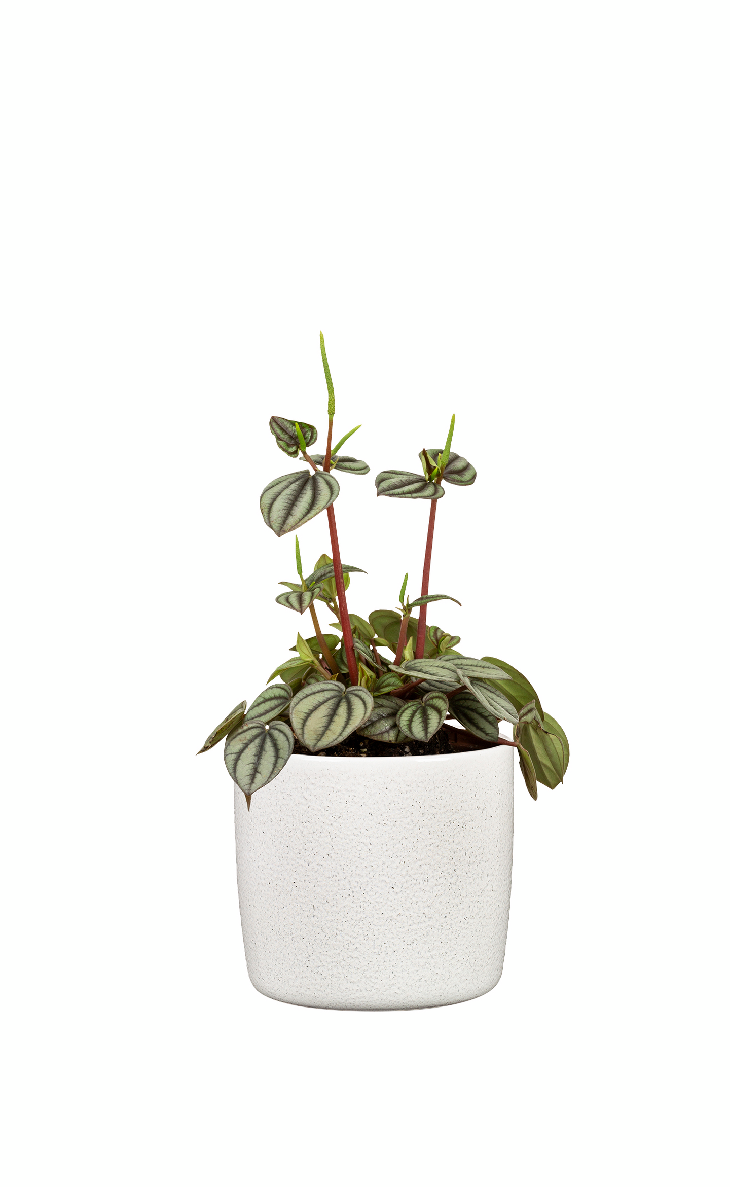 Suojaruukku Scheurich 900/28 Perla valkoinen