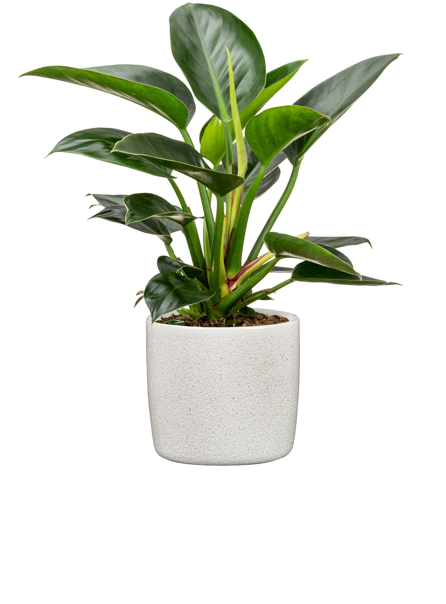 Suojaruukku Scheurich 900/28 Perla valkoinen