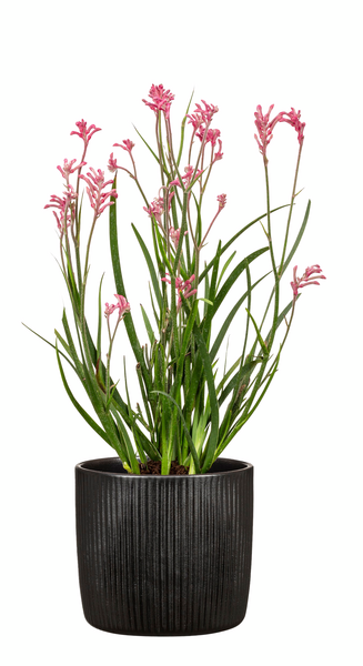 Suojaruukku Scheurich 909/15 Linea musta