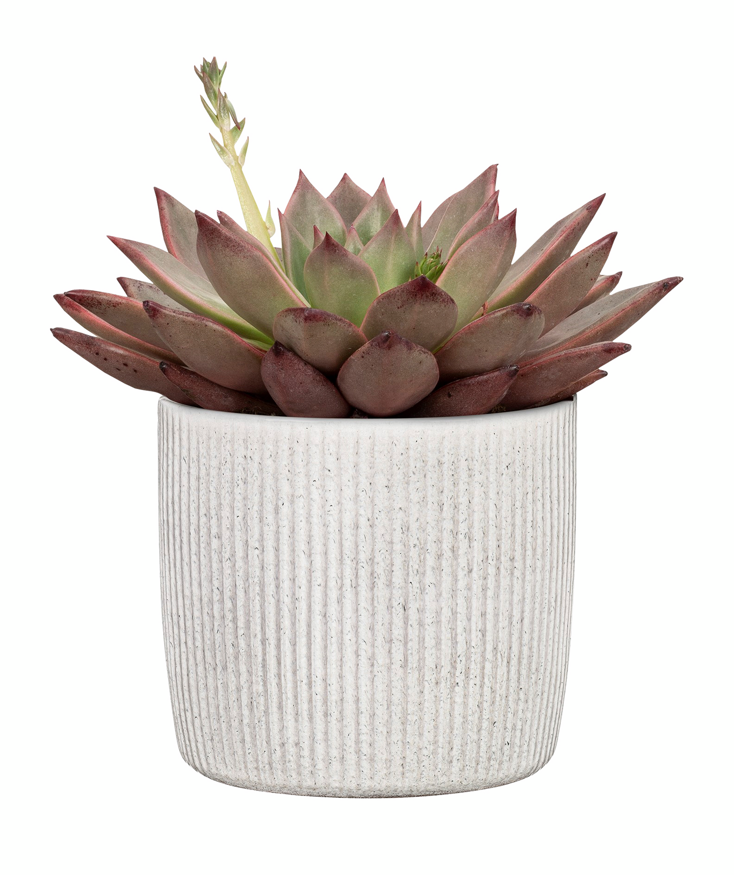 Suojaruukku Scheurich 909/15 Linea valkoinen