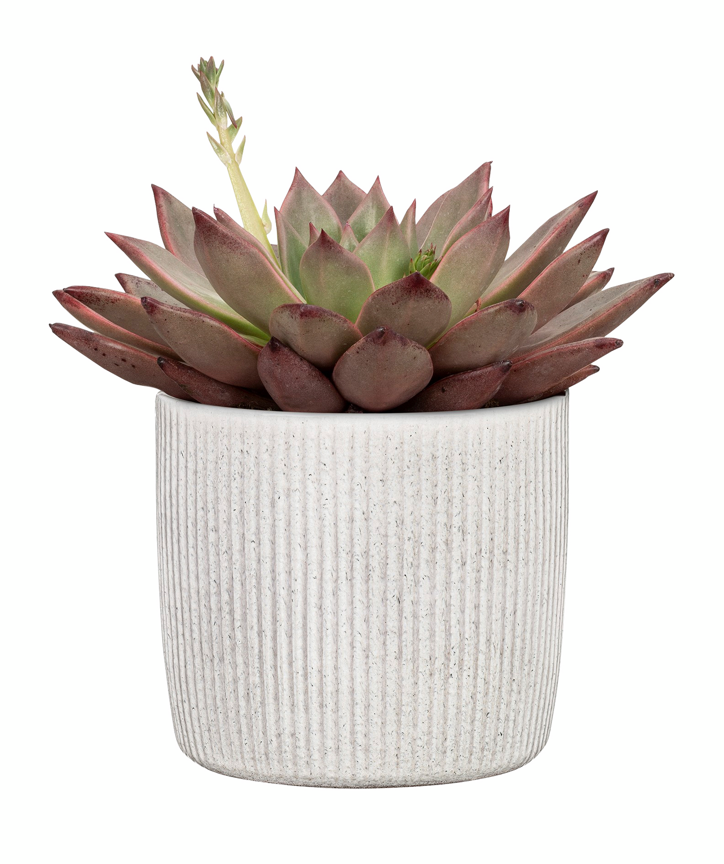 Suojaruukku Scheurich 909/18 Linea valkoinen