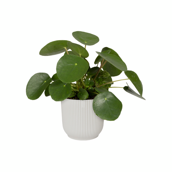 Ruukku Elho Vibes 25cm kerma