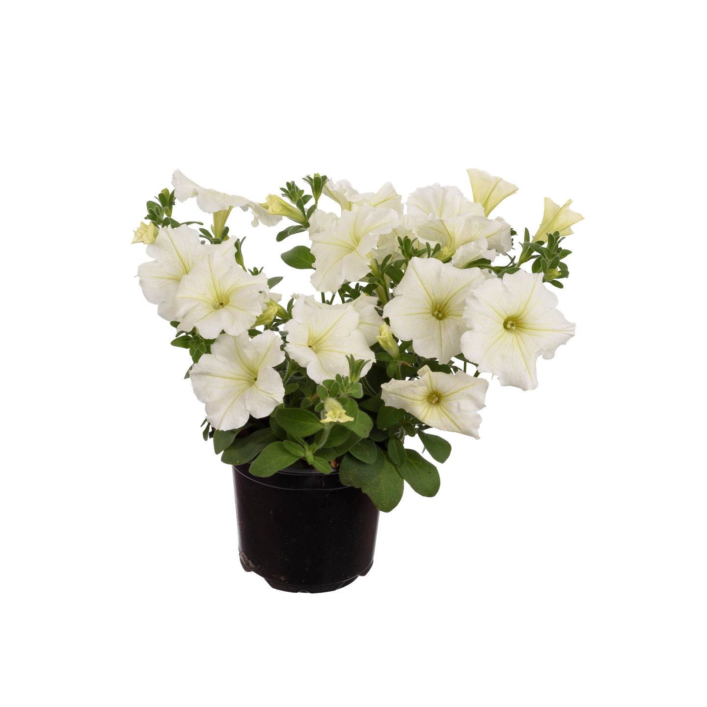 Surfinia 11cm ruukku