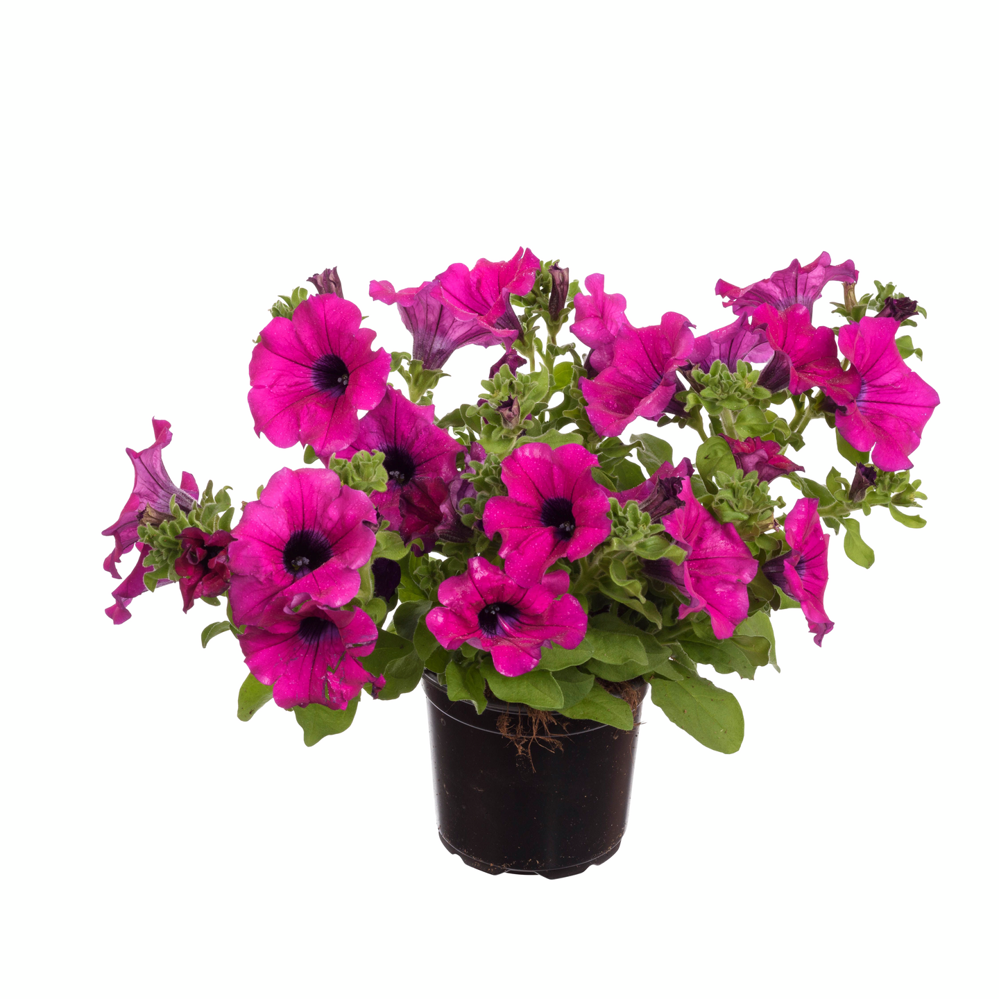 Surfinia 11cm ruukku