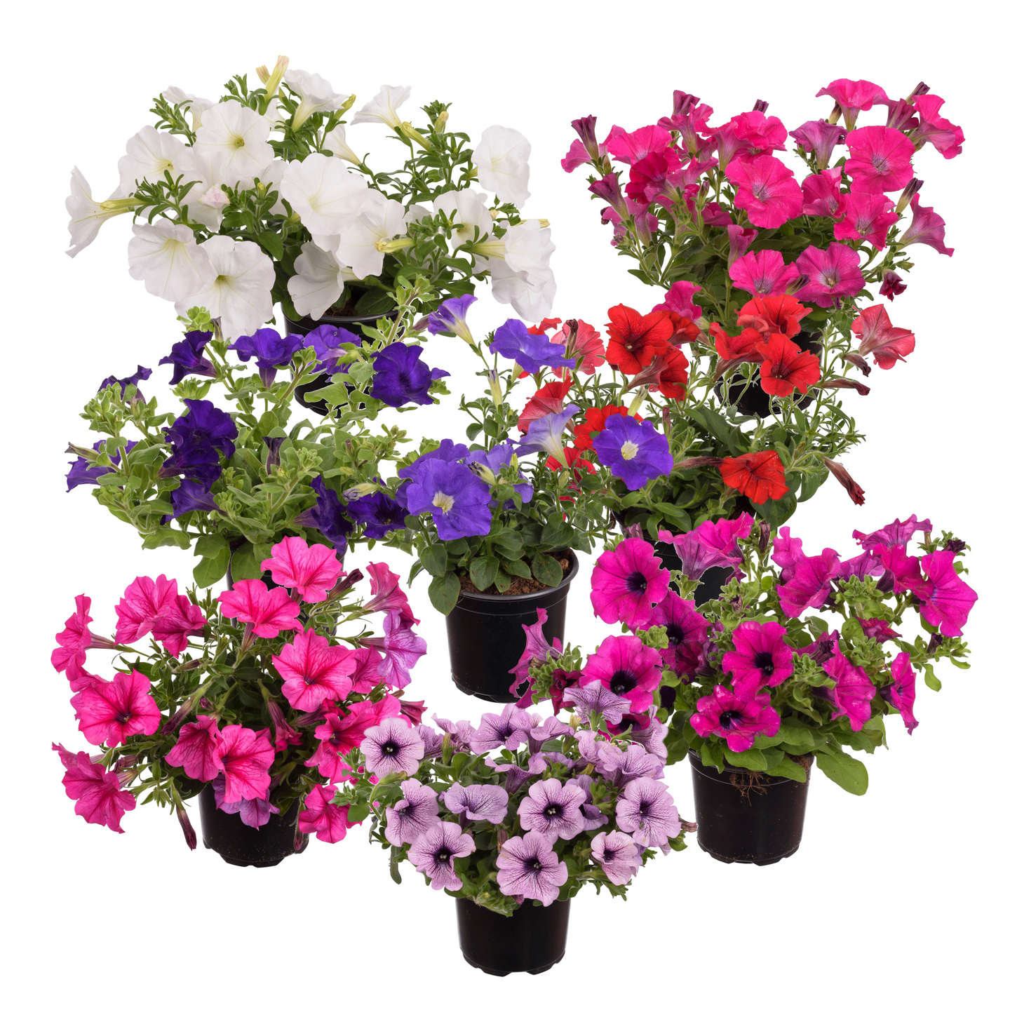 Surfinia 11cm ruukku