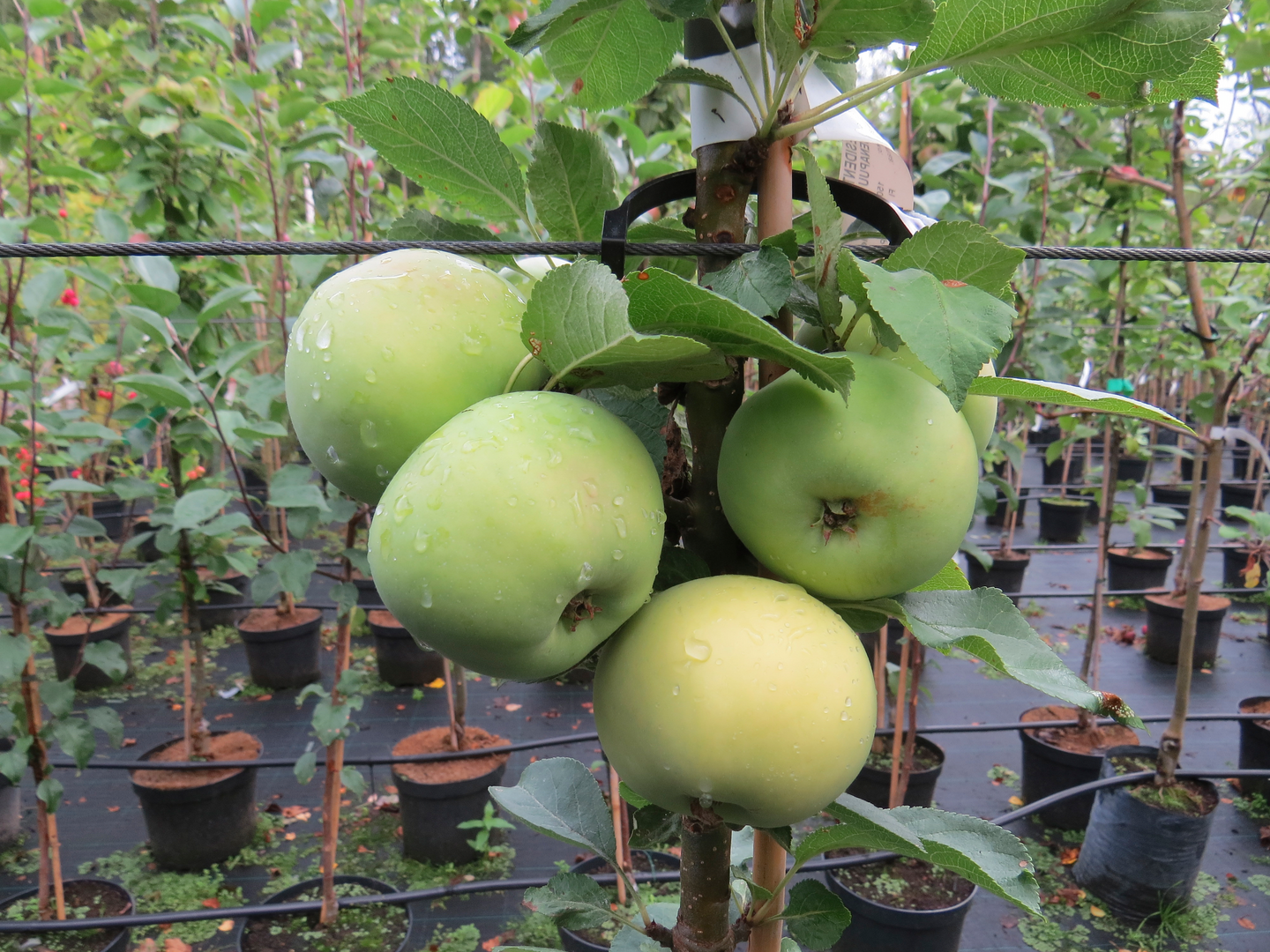 Pilariomenapuu Medoc 150-200cm 7,5l astia