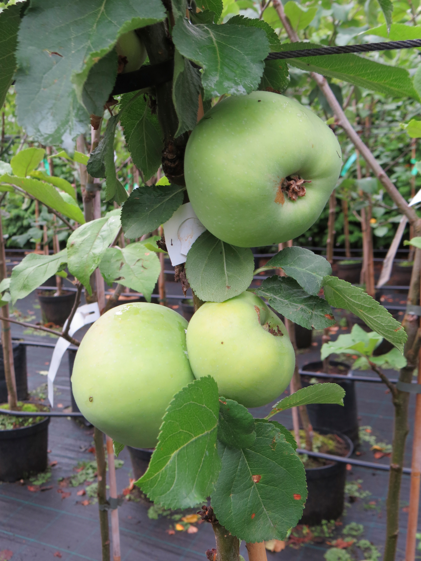 Pilariomenapuu Medoc 150-200cm 7,5l astia