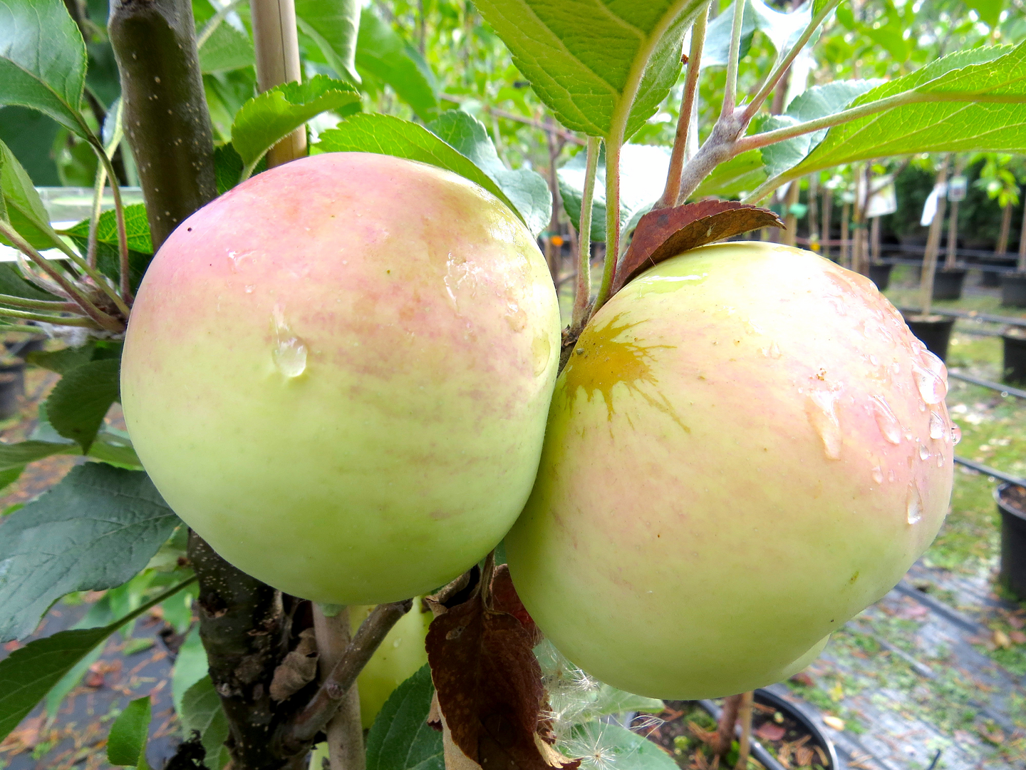 Pilariomenapuu Medoc 150-200cm 7,5l astia