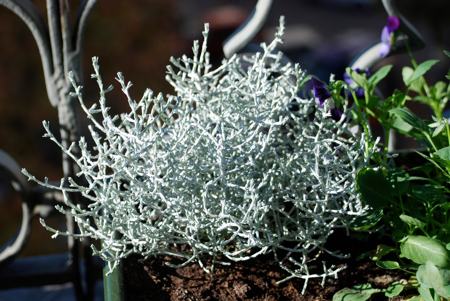 Hopealanka Calocephalus brownii 10,5cm ruukku