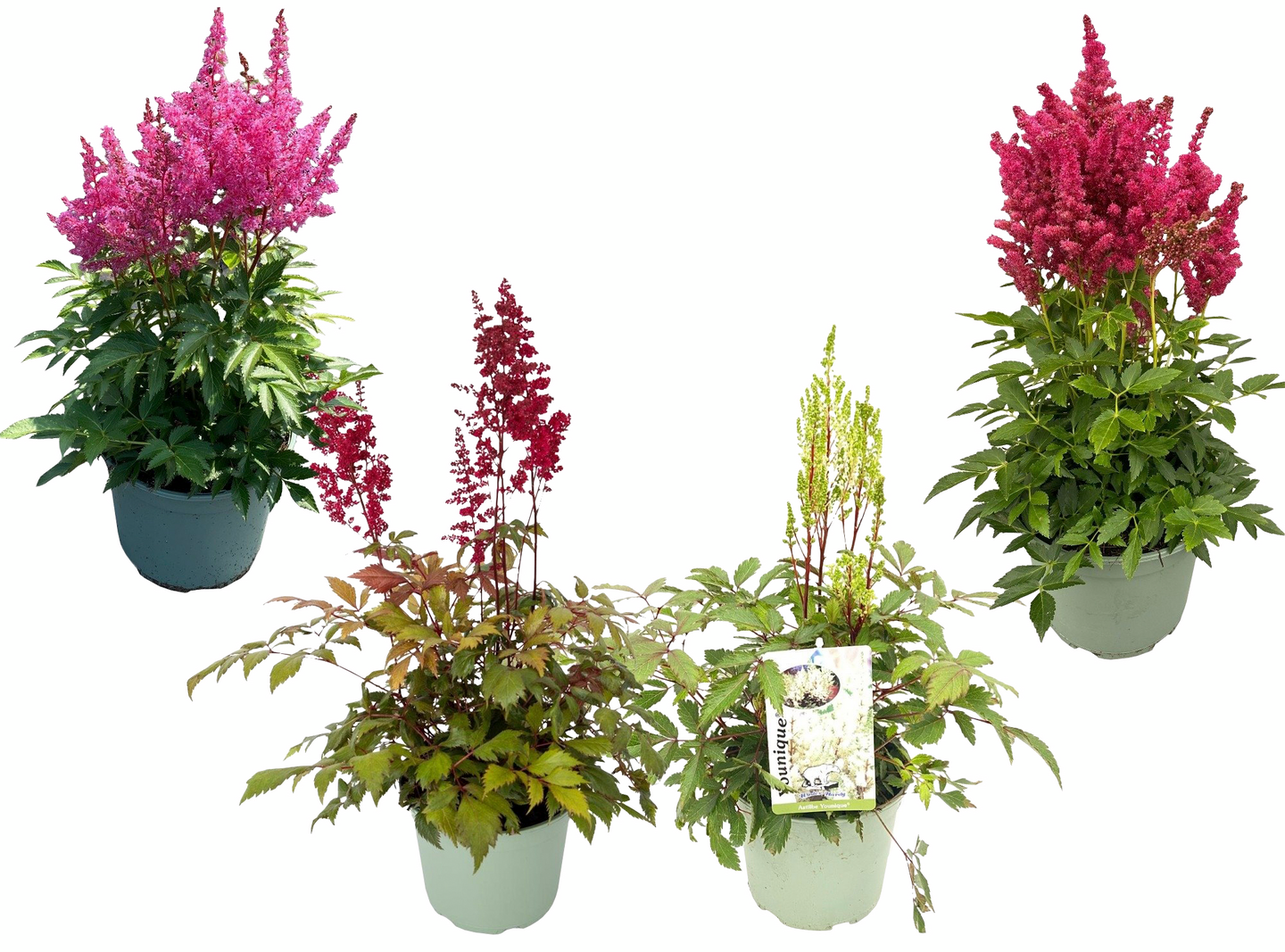 Jaloangervo Astilbe japonica mix 17cm astia