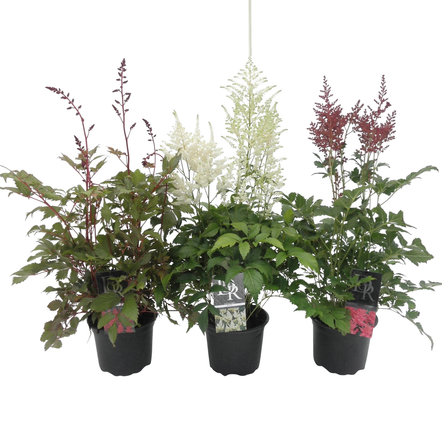 Jaloangervo Astilbe japonica mix 17cm astia