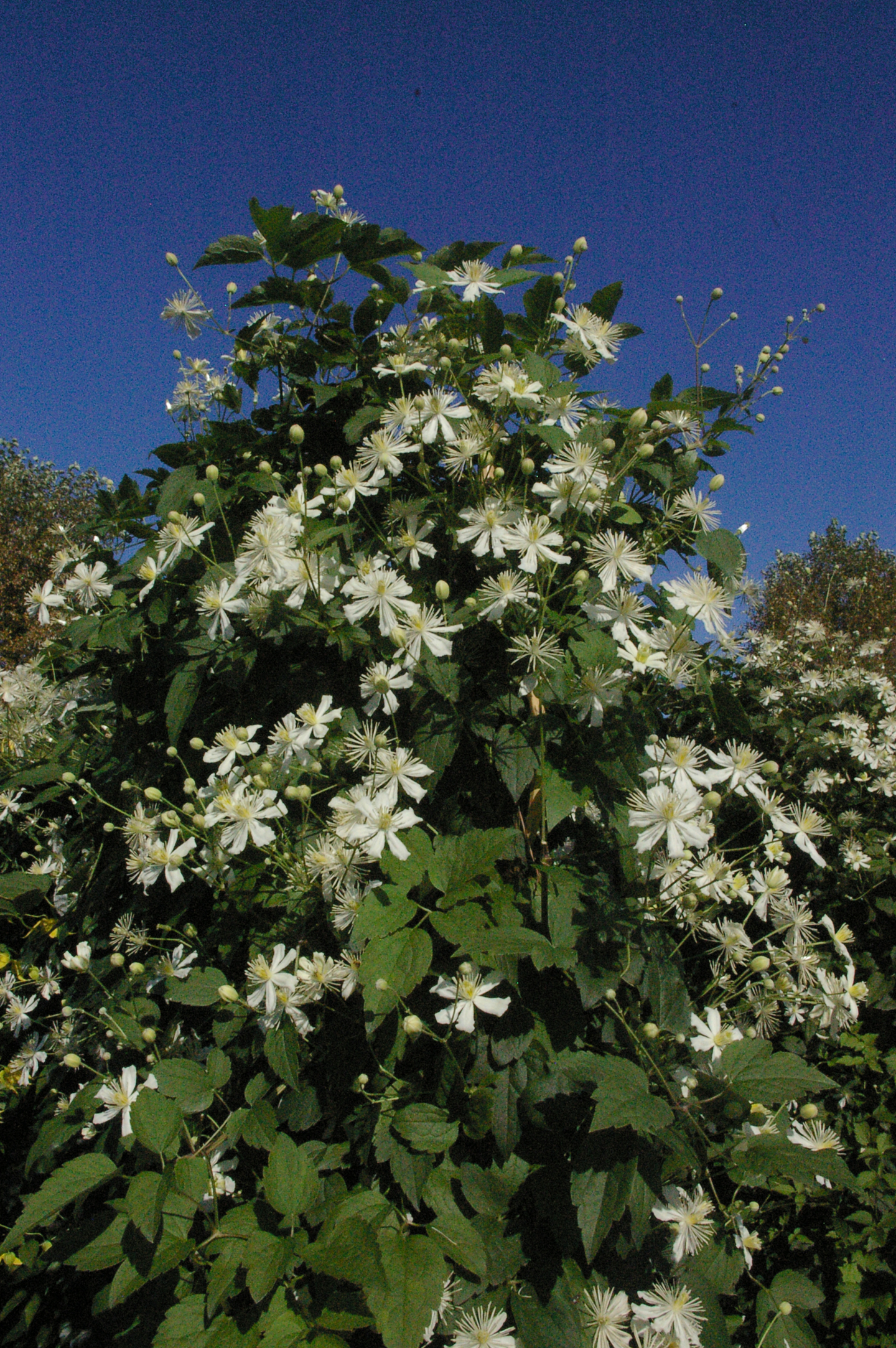 Mantsuriankärhö Clematis mandshurica 2l astia