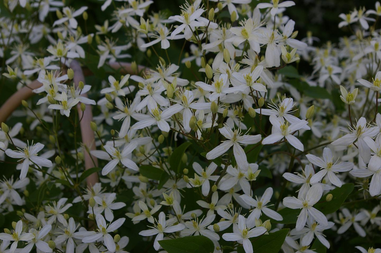 Mantsuriankärhö Clematis mandshurica 2l astia