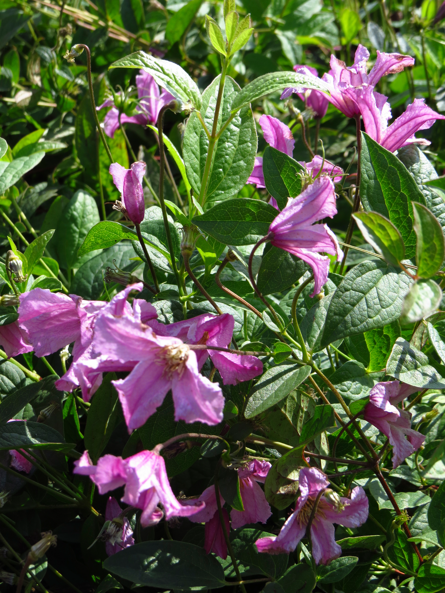 Tarhakellokärhö Aljonushka 2L