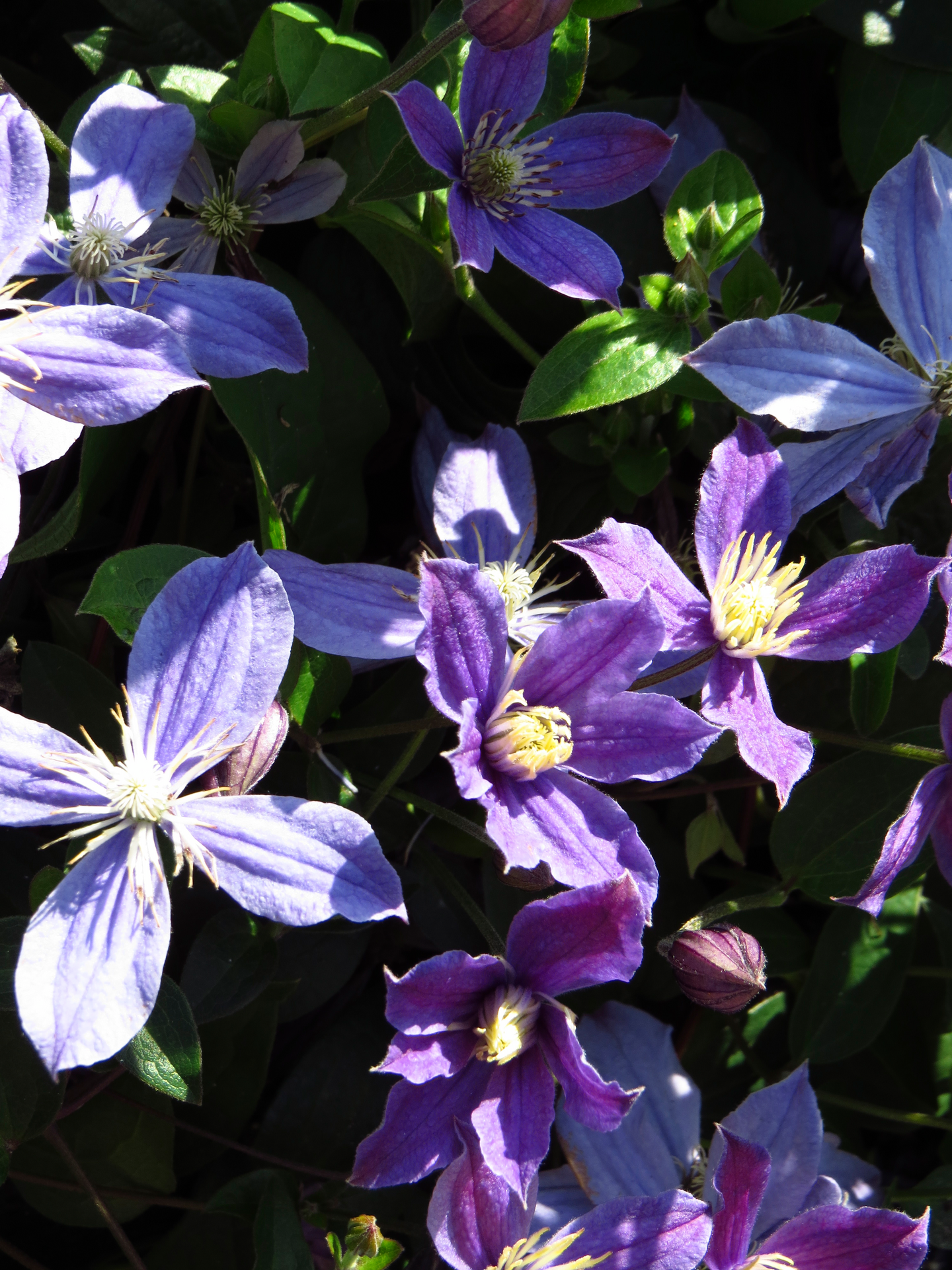 Tarhakellokärhö Arabella 2l