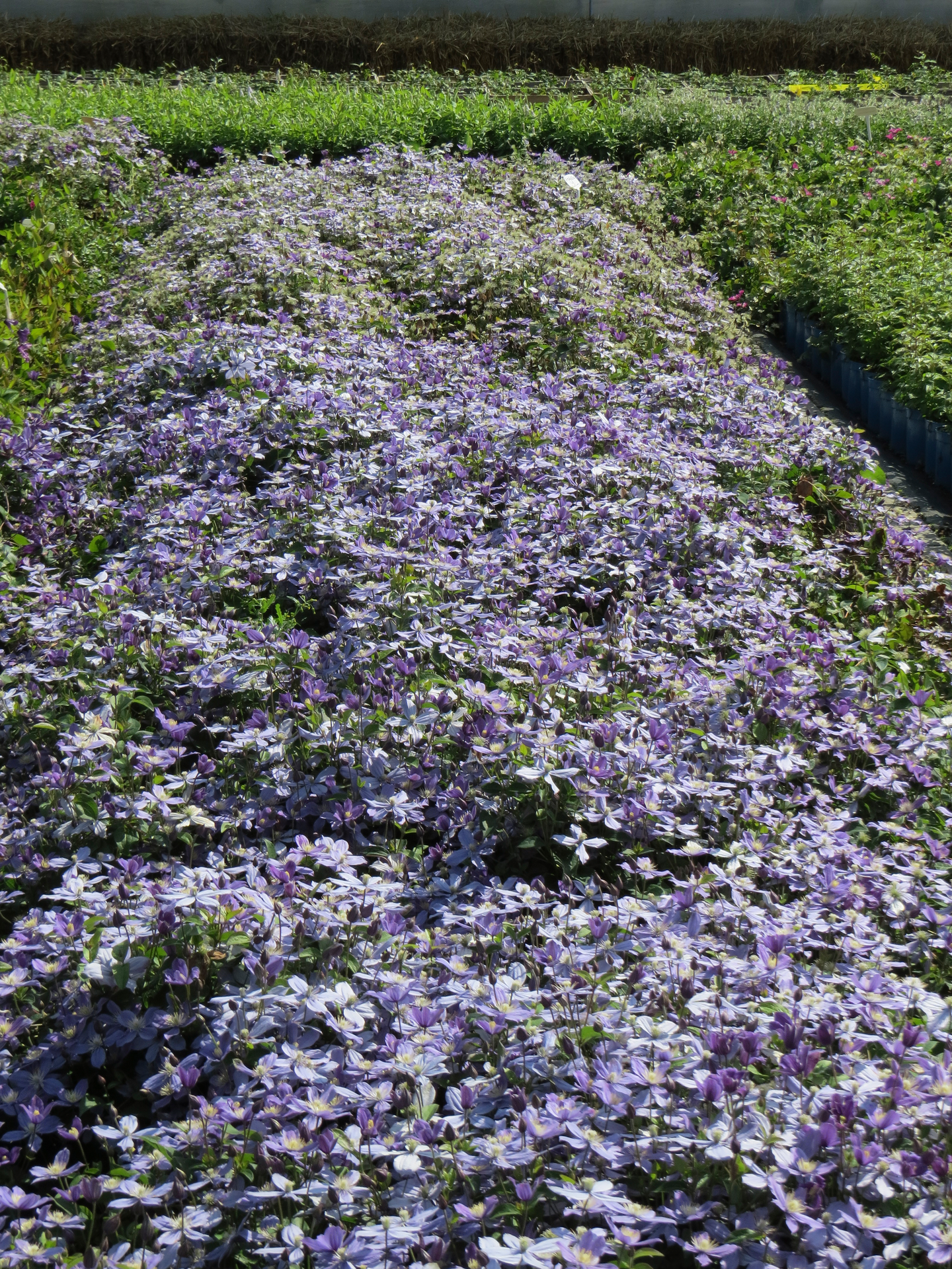 Tarhakellokärhö Arabella 2l