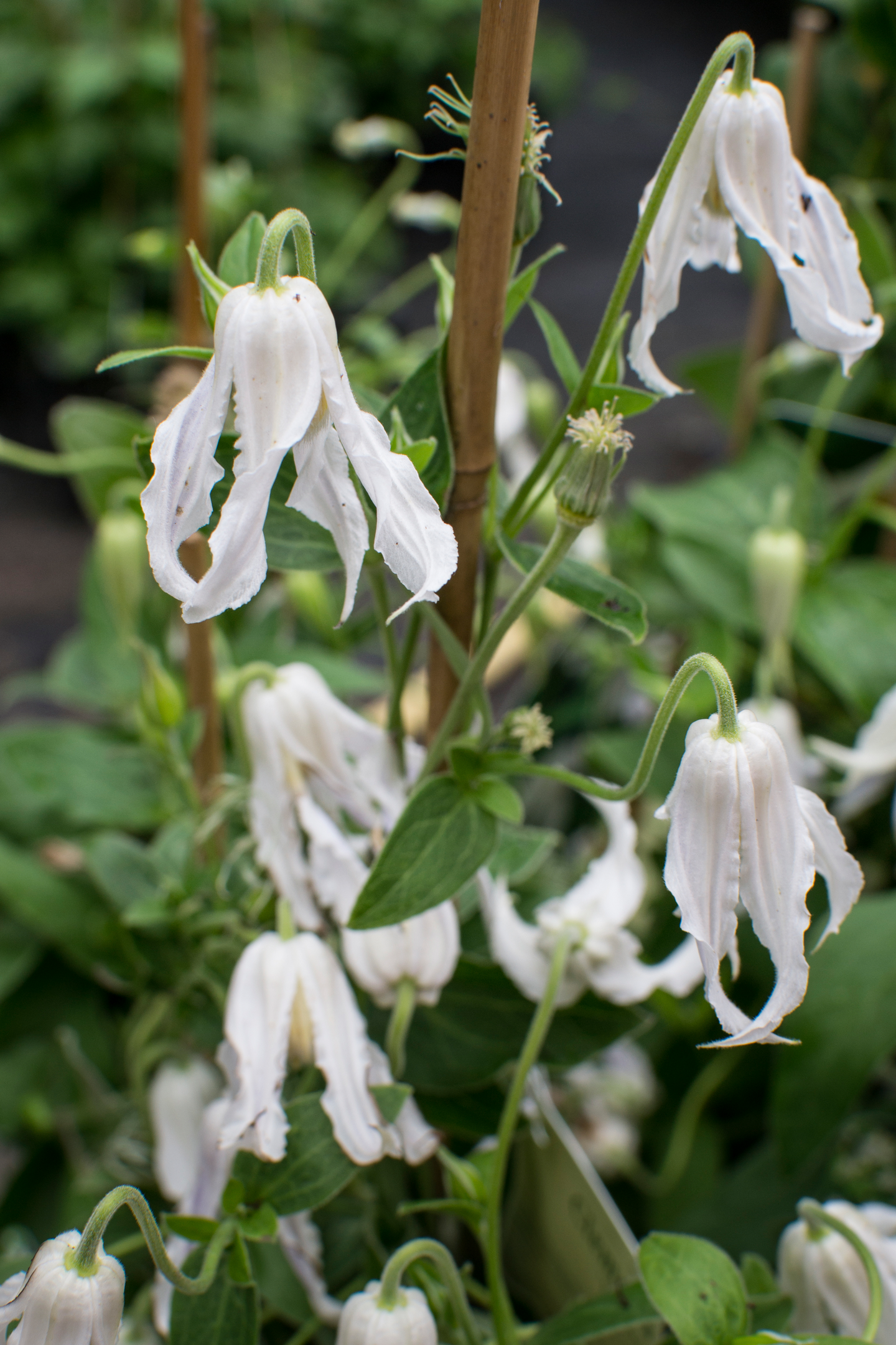 Tarhakellokärhö Hakuree 2l