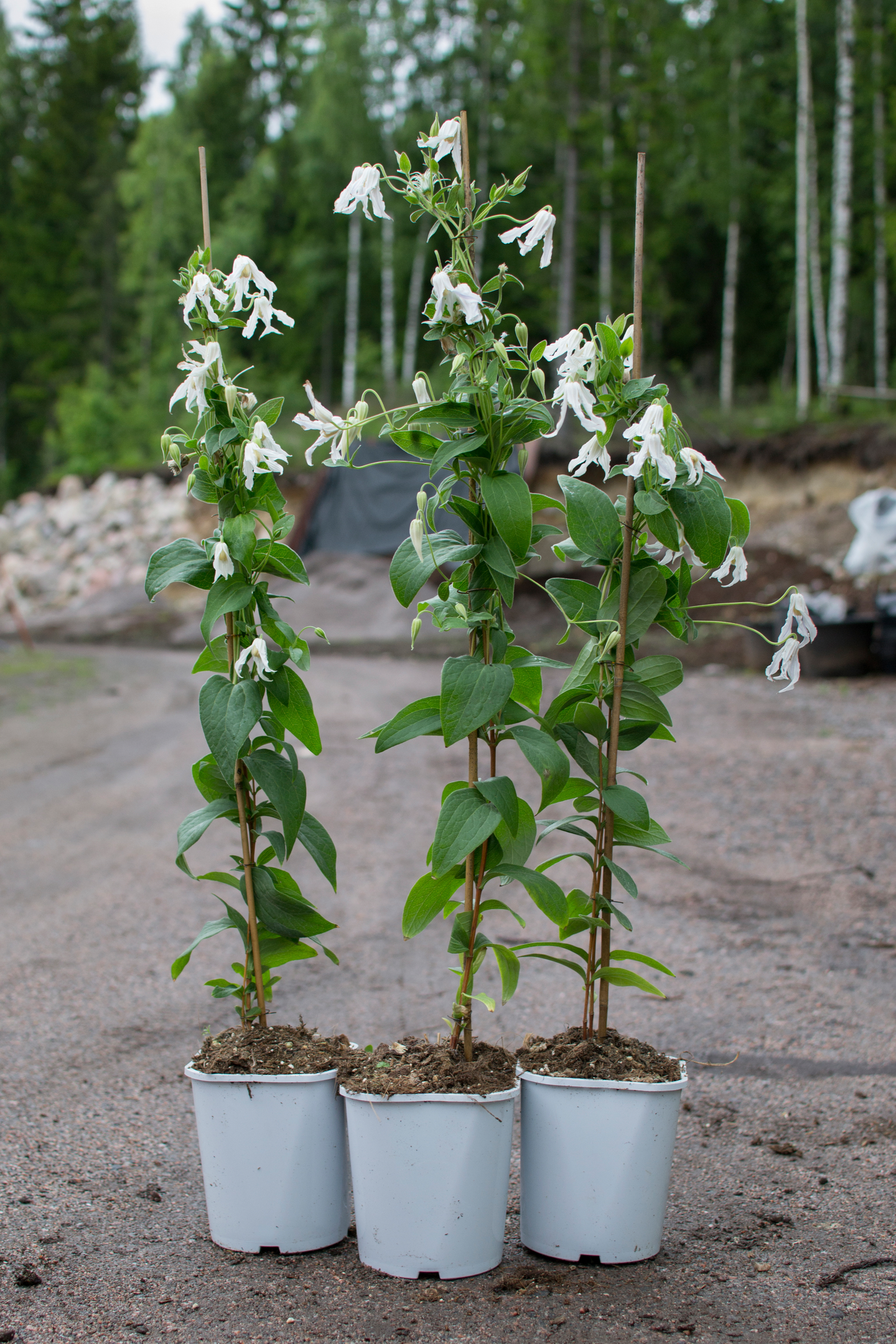 Tarhakellokärhö Hakuree 2l
