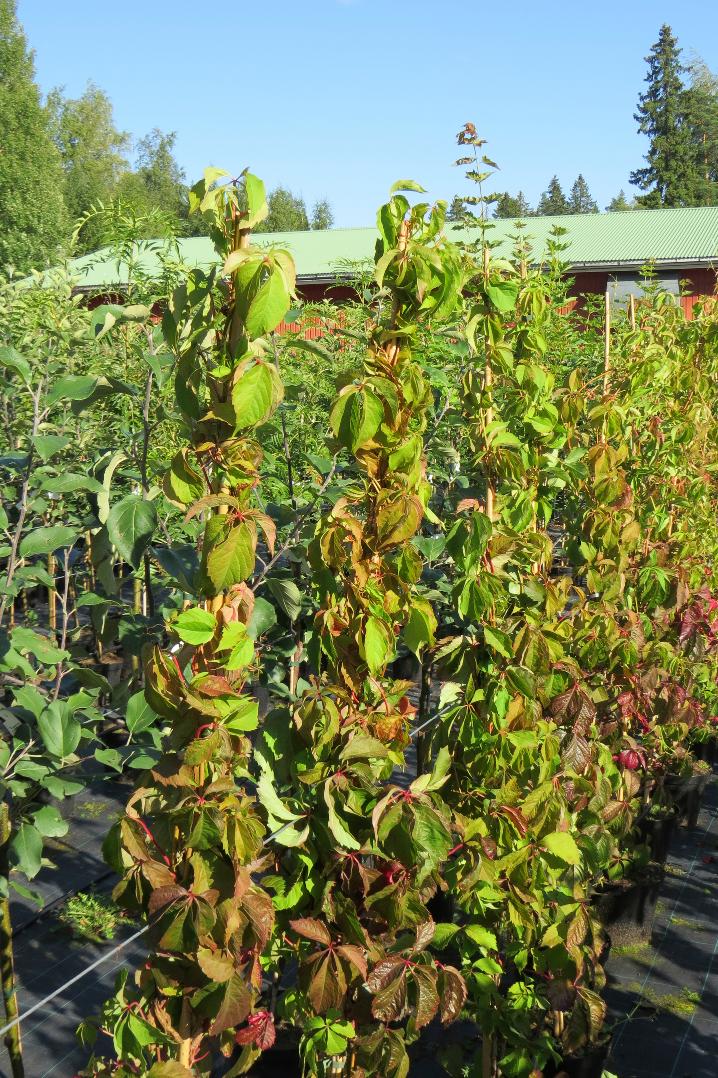 Imukärhivilliviini Parthenocissus Engelmannii 2l astia