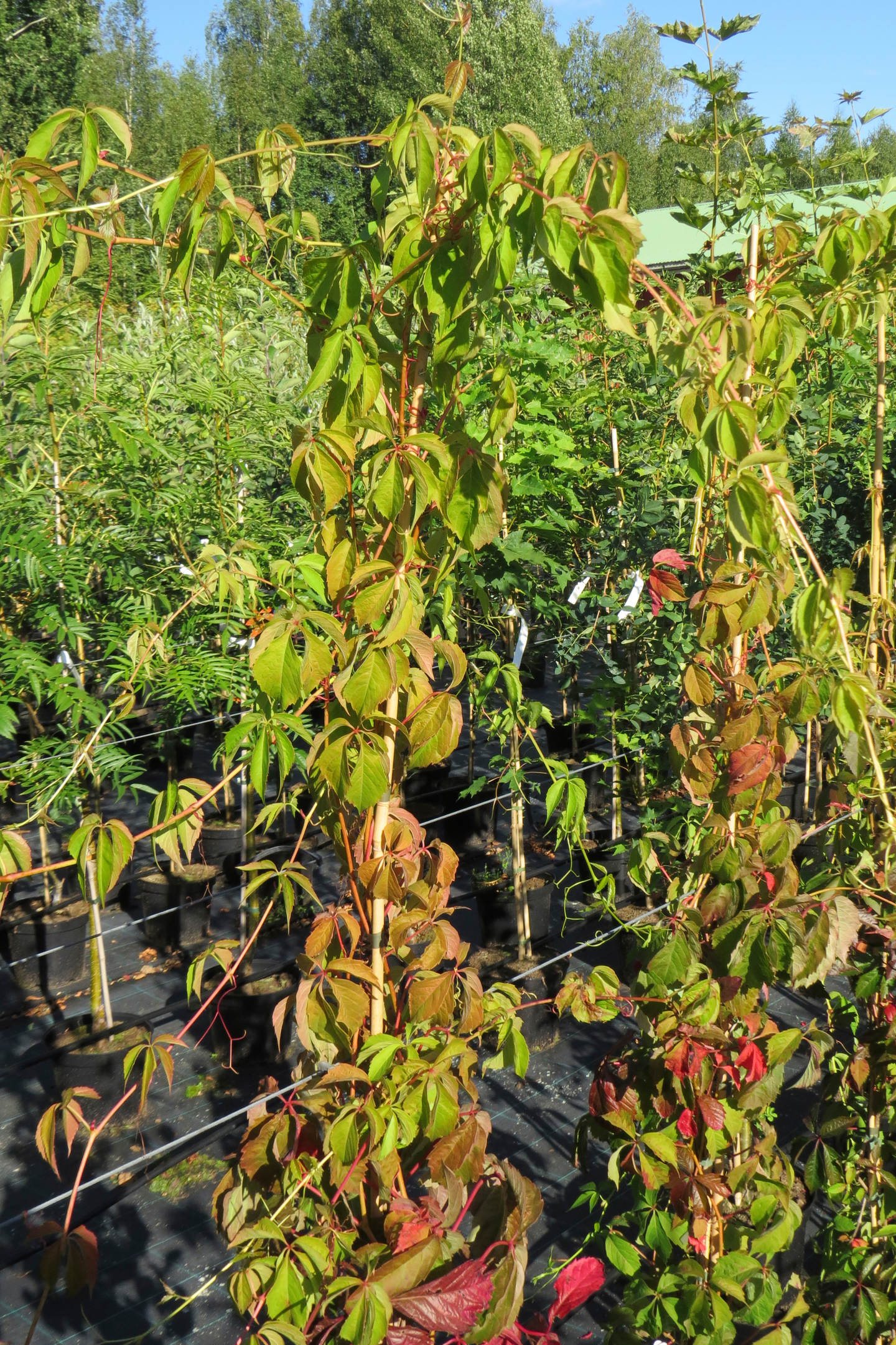 Imukärhivilliviini Parthenocissus Engelmannii 2l astia