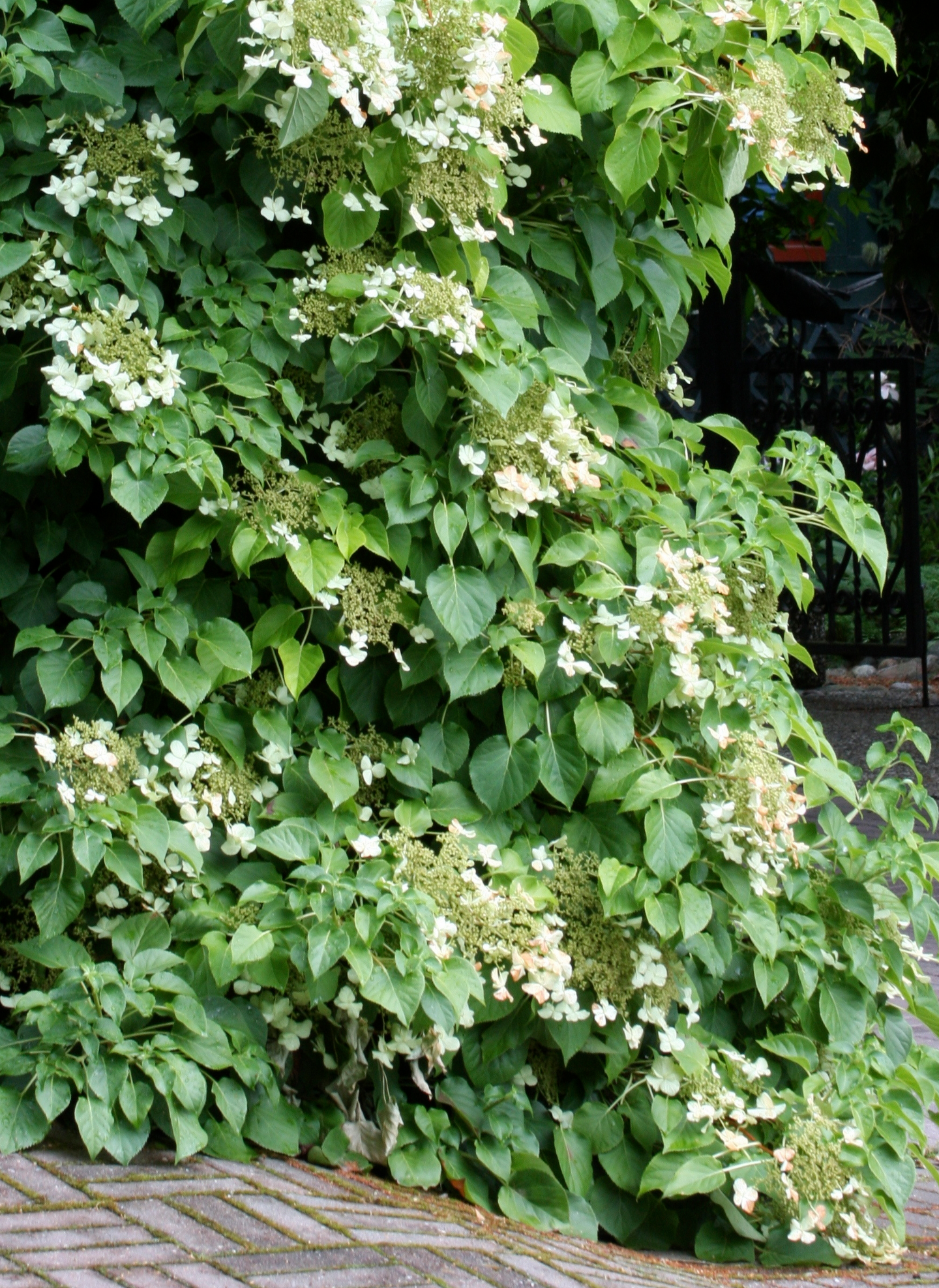 Köynnöshortensia Hydrangea petiolaris 3l astia