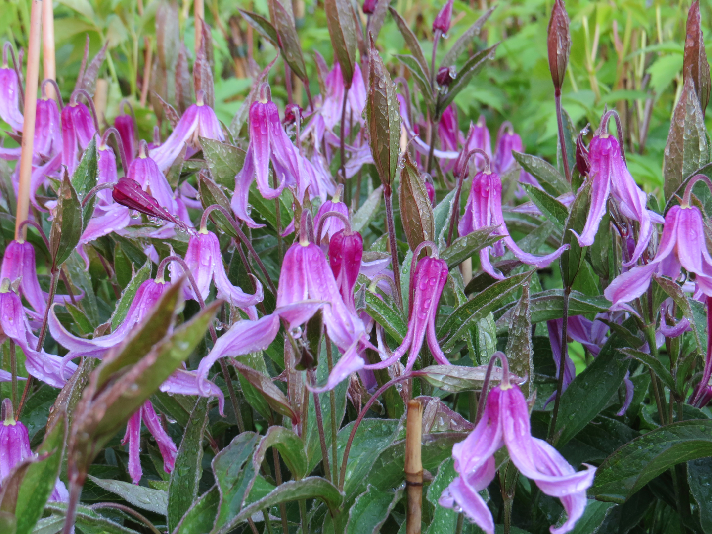 Kellokärhö Hanajima 2l