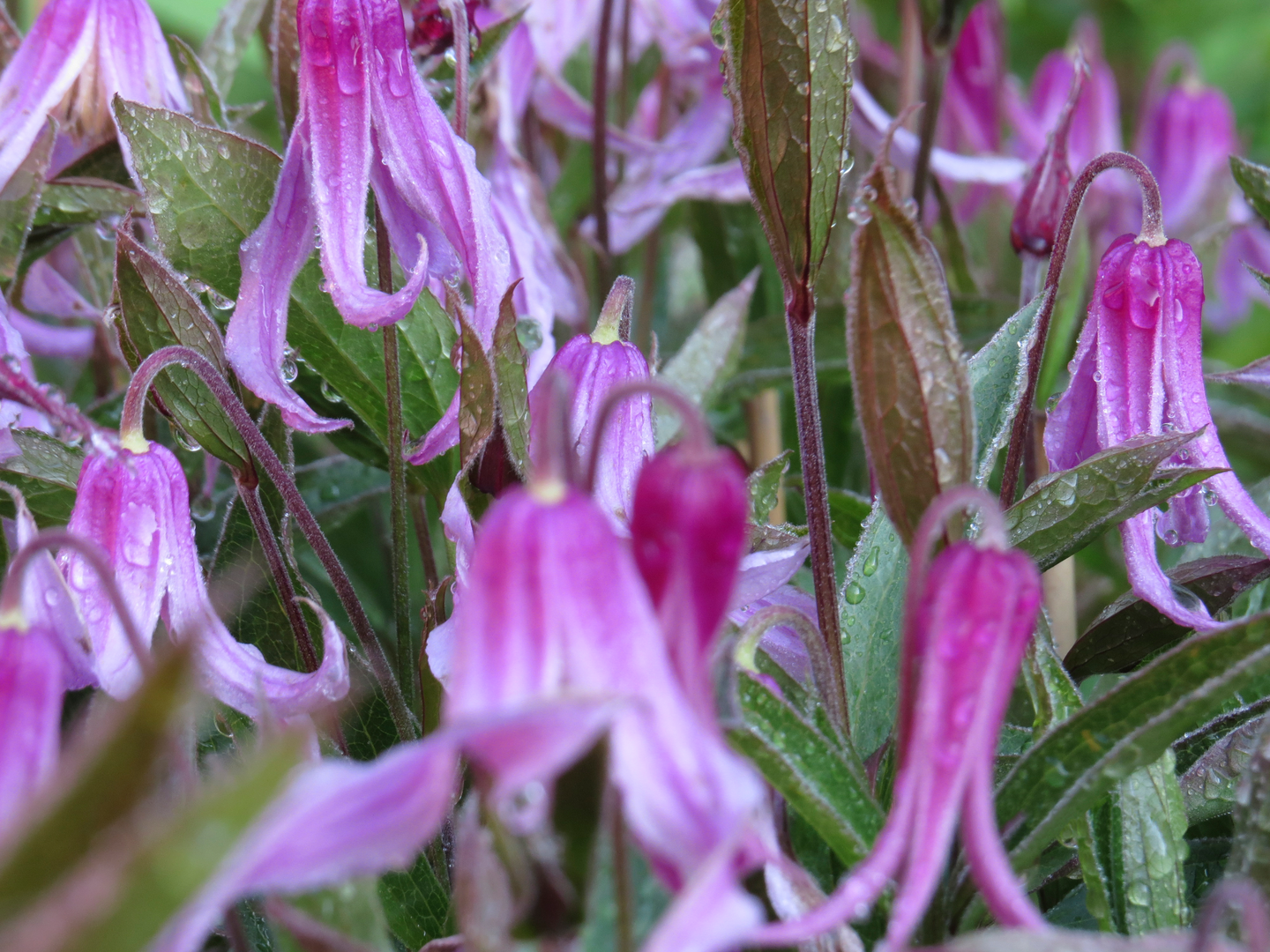 Kellokärhö Hanajima 2l