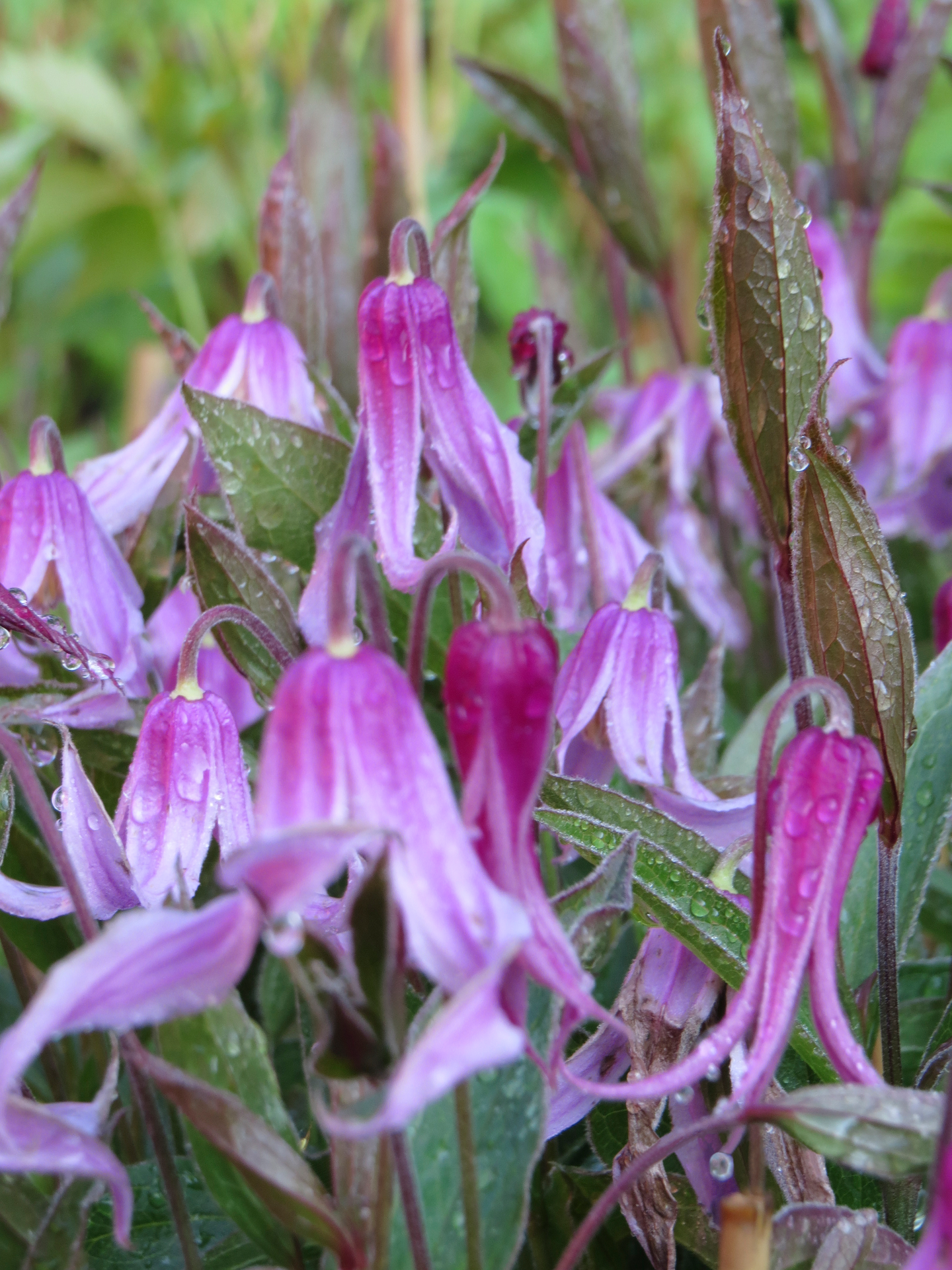 Kellokärhö Hanajima 2l