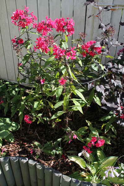 Kasvituki ristikolla 50cm