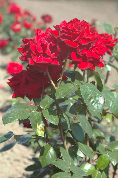 Jaloruusu Ingrid Bergman tummanpunainen