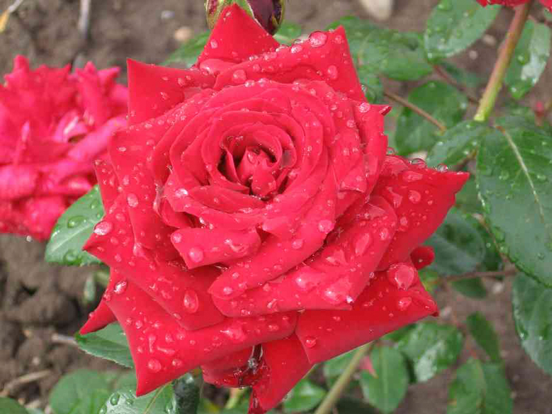 Jaloruusu Ingrid Bergman tummanpunainen