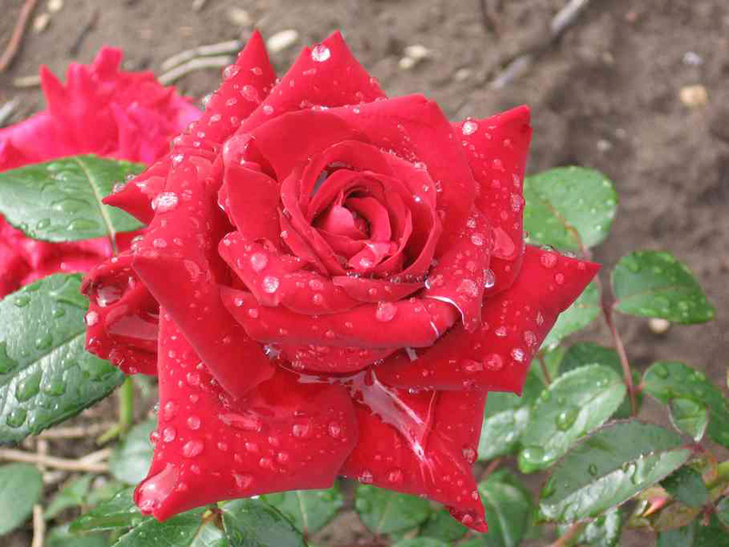 Jaloruusu Ingrid Bergman tummanpunainen