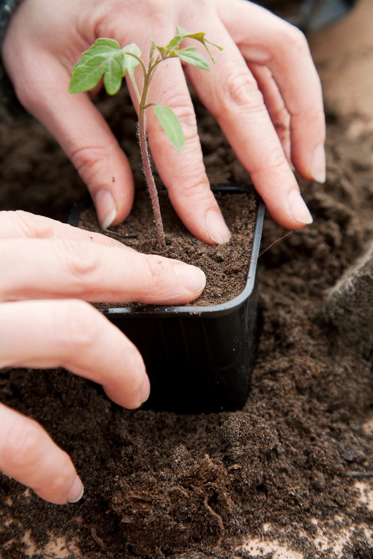Kylvö- ja taimimulta Kekkilä 10l