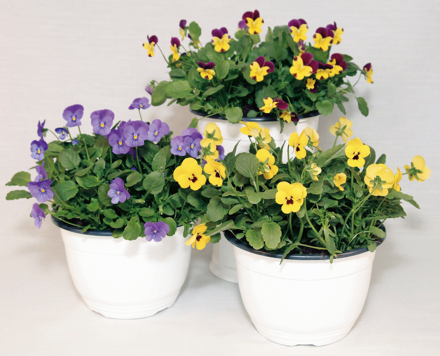 Orvokkiamppeli 19cm ruukku