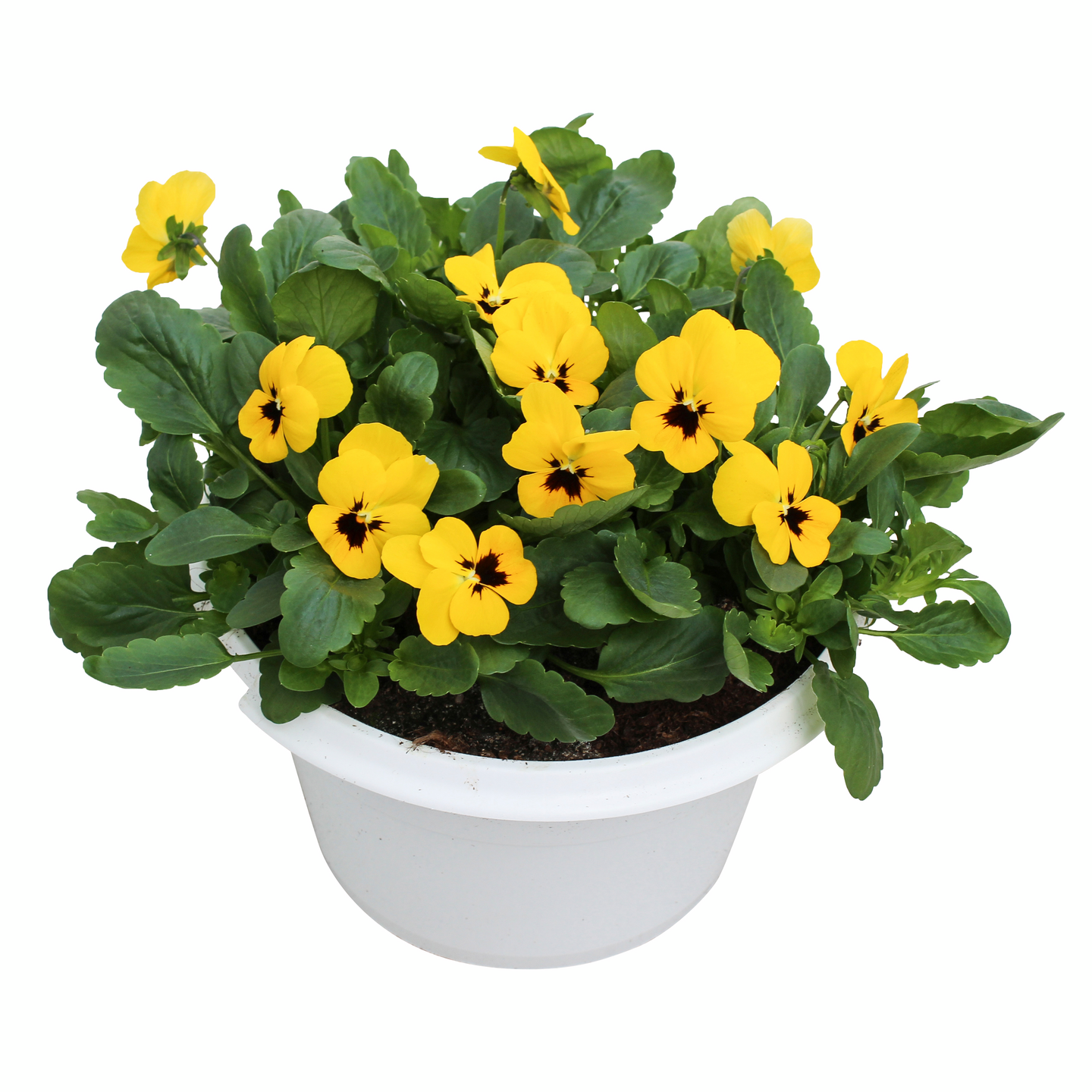 Orvokkiamppeli 19cm ruukku