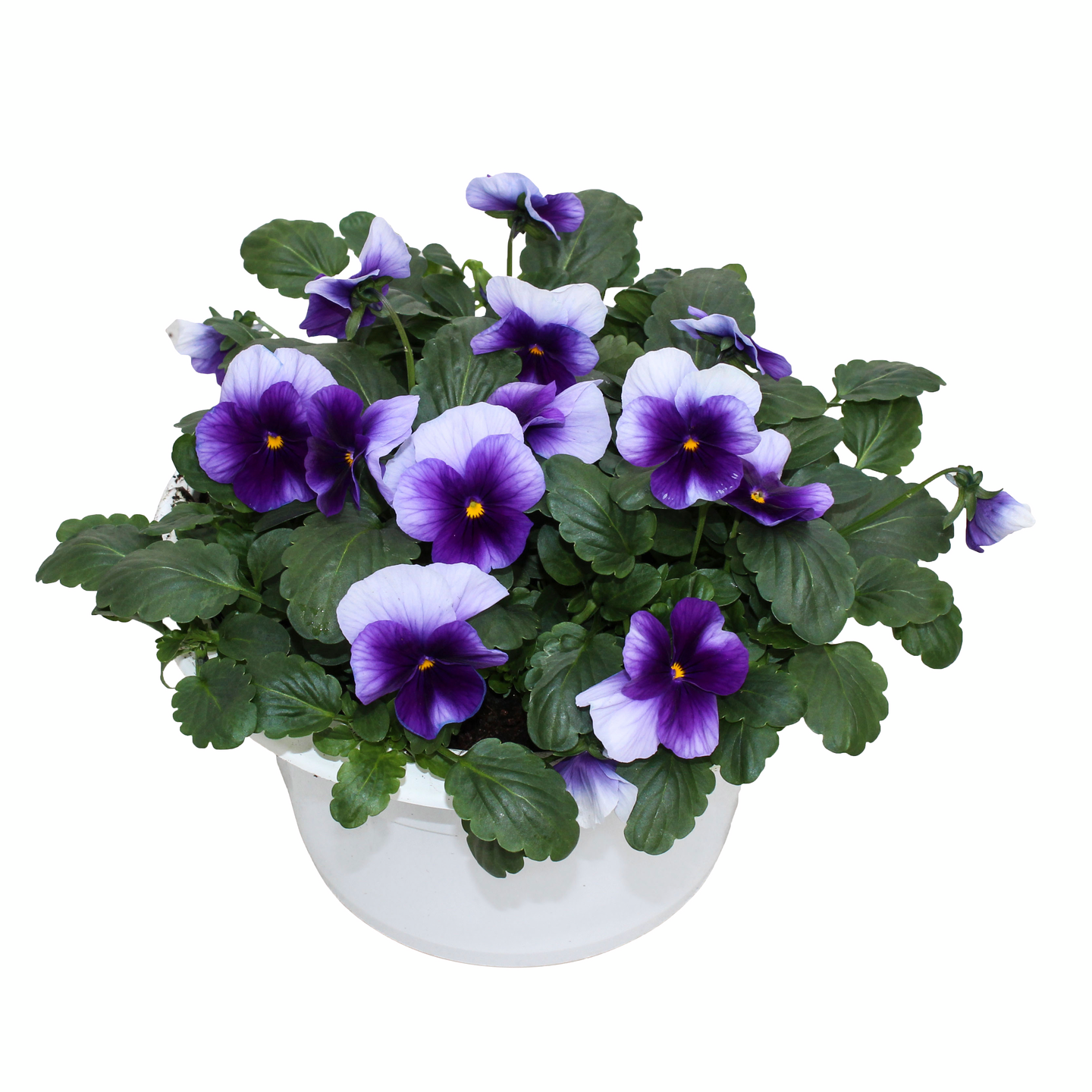 Orvokkiamppeli 19cm ruukku