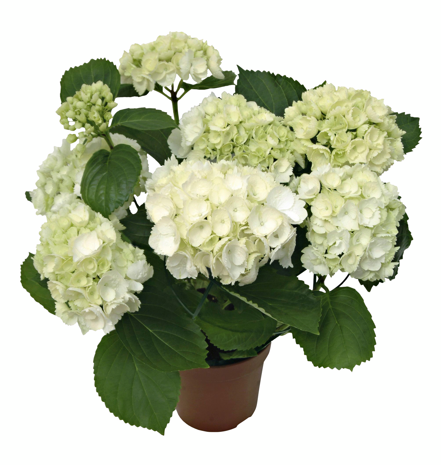 Hortensia kotimainen 4-6 kukkaa 14cm ruukku