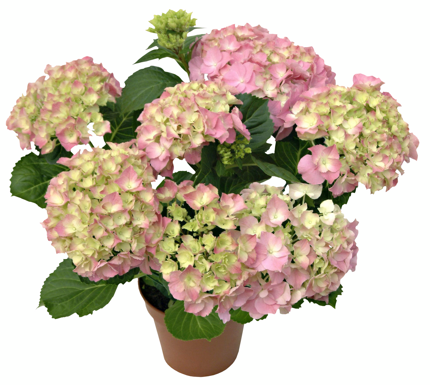 Hortensia kotimainen 4-6 kukkaa 14cm ruukku