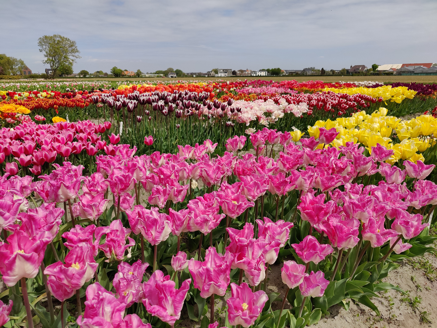 Tulppaani Double  Angelique 15kpl 12/+